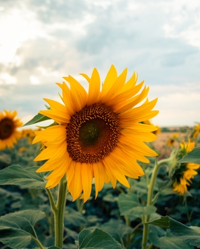 金色花海向日葵盛开图片